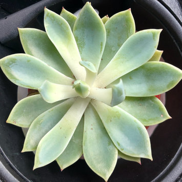 Photo of Miracle Gro 8 Oz Foaming Succulent Plant Food (1000531) uploaded by MiriamP (.
