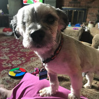 Science Diet Dog Food Reviews