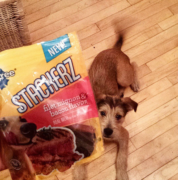 Pedigree® Stackerz® Sticks Filet Mignon & Bacon Flavor Dog Treats