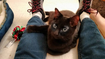 Photo of Tidy Cats Scoop 24/7 Performance Cat Litter uploaded by Jada E.