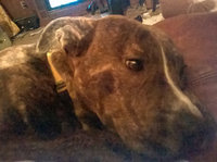 FRONTLINE TRITAK Dog Flea Treatment uploaded by angela M.