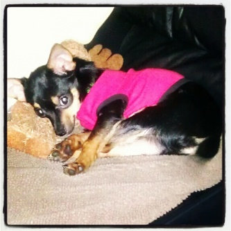 Photo of Humane Society of the United States uploaded by Donica A.