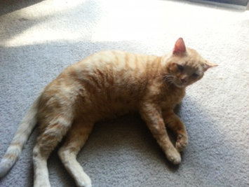 Photo of Pounce Cat Treats uploaded by Mechele O.