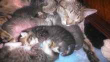 Photo of Humane Society of the United States uploaded by Connie A.