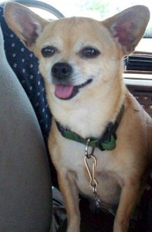 Photo of Pet Zoom Pet Park uploaded by Lee M.