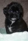 Photo of Pet Zoom Pet Park uploaded by Kortney M.