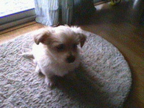 Photo of Eukanuba Puppy and Junior Large Breed Food uploaded by Amber J.