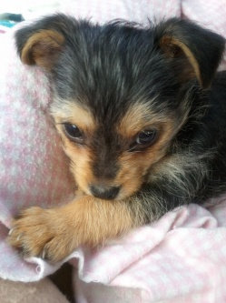 Photo of Humane Society of the United States uploaded by Anisha J.