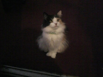 Photo of Pounce Cat Treats uploaded by Crystal N.