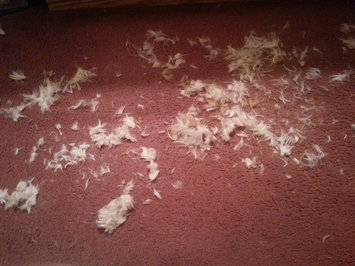Photo of Wahl Pet Clipper Kit uploaded by Tonya W.