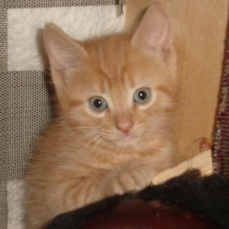 Photo of ASPCA uploaded by Katie S.