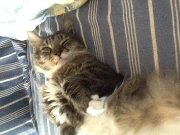 Photo of Friskies® Savory Shreds With Whitefish & Sardines in Sauce uploaded by Jeannie S.