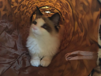 Photo of Fancy Feast Grilled Gourmet Cat Food uploaded by Lisa G.