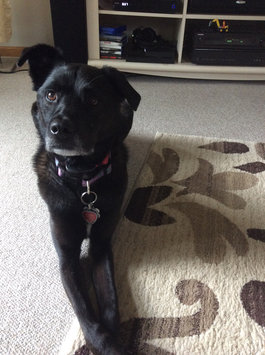 Photo of Pedigree® MarroBone® Real Beef Flavor Dog Treats uploaded by Kerri M.