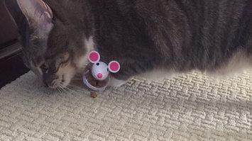 Photo of TEMPTATIONS™ Snacky Mouse Cat Toy uploaded by Caterina M.