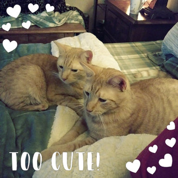Photo uploaded to #NationalPetDay by Angel H.