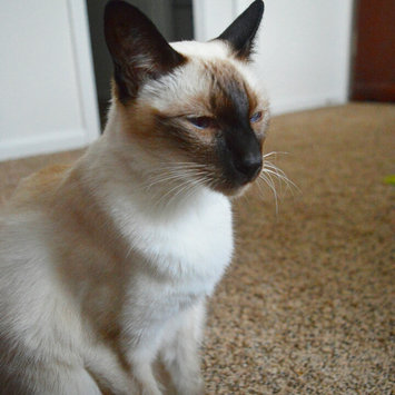 Photo uploaded to #NationalPetDay by Eva C.