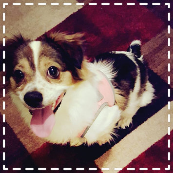 Photo uploaded to #NationalPetDay by Michelle G.