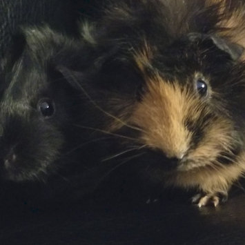 Photo uploaded to #NationalPetDay by Deanna S.