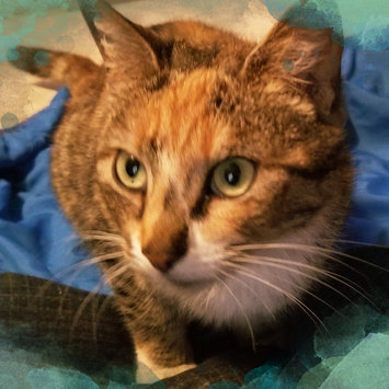 Photo uploaded to #NationalPetDay by Kristin L.