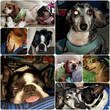 Photo uploaded to #NationalPetDay by Melissa Z.