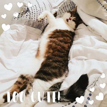 Photo uploaded to #NationalPetDay by Koren m.