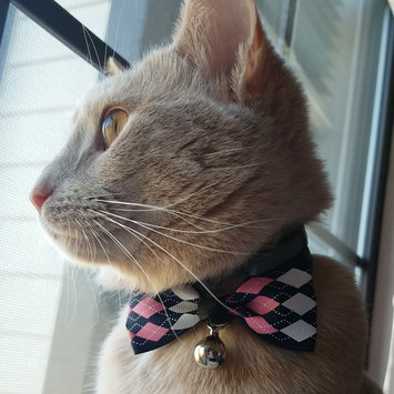 Photo uploaded to #NationalPetDay by Laura C.