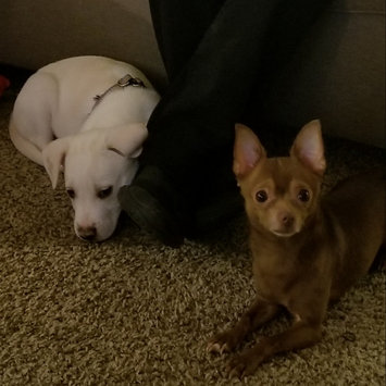 Photo uploaded to #NationalPetDay by Jandoe K.