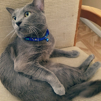 Photo uploaded to #NationalPetDay by Indira H.