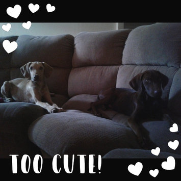 Photo uploaded to #NationalPetDay by Marellis V.