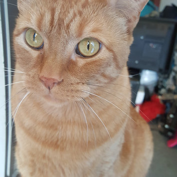 Photo uploaded to #NationalPetDay by Paige O.