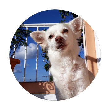Photo uploaded to #NationalPetDay by Janill Paola Bm-090656 F.