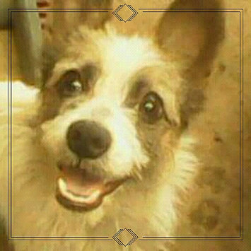 Photo uploaded to #FurryFriends by Francisco S.