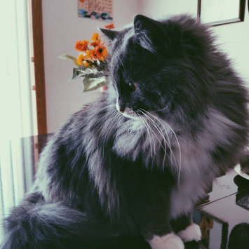 Photo uploaded to #FurryFriends by Cali N.