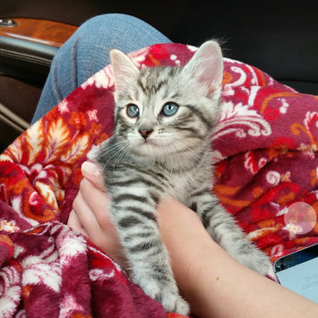 Photo uploaded to #FurryFriends by Summer B.
