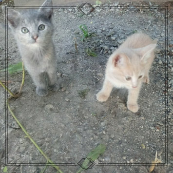 Photo uploaded to #FurryFriends by STEPHANIE A.