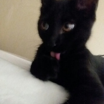 Photo uploaded to #FurryFriends by Erika S.