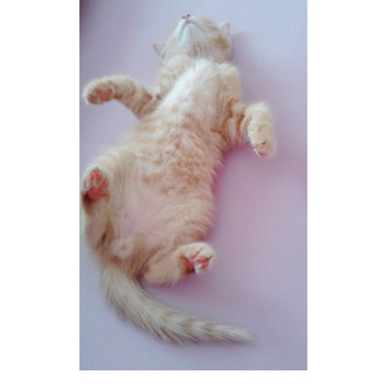 Photo of Whiskas Catmilk for Cats and Kittens - 3 PK uploaded by nadien s.