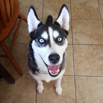 Photo uploaded to #FurryFriends by Fernanda F.