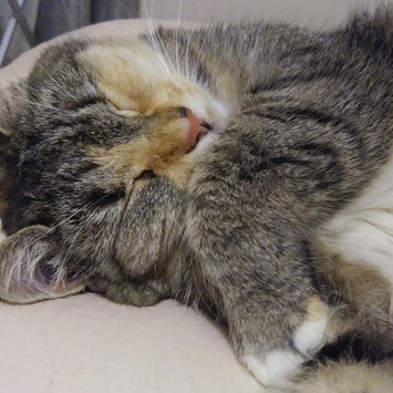 Photo uploaded to #FurryFriends by Marina D.