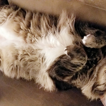 Photo uploaded to #FurryFriends by Amy S.