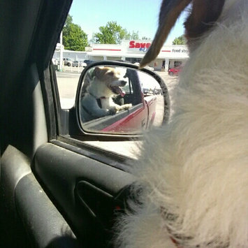 Photo uploaded to #FurryFriends by Sheila M.