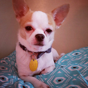 Photo uploaded to #FurryFriends by Katie S.