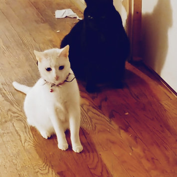 Photo uploaded to #FurryFriends by Khristi S.