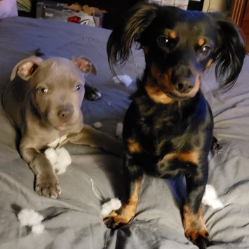 Photo uploaded to #FurryFriends by Nicole B.