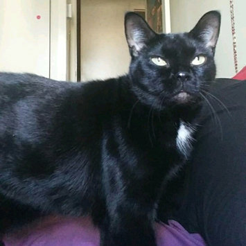 Photo uploaded to #FurryFriends by Courtney B.