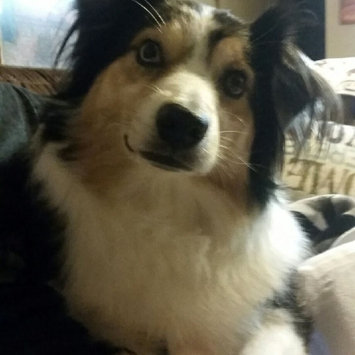 Photo uploaded to #FurryFriends by Shelbie M.