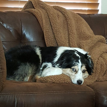 Photo uploaded to #FurryFriends by Shelbie M.