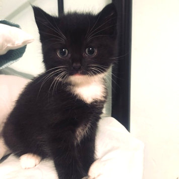 Photo of Iams™ Proactive Health™ Healthy Kitten Cat Food uploaded by Sophie's B.