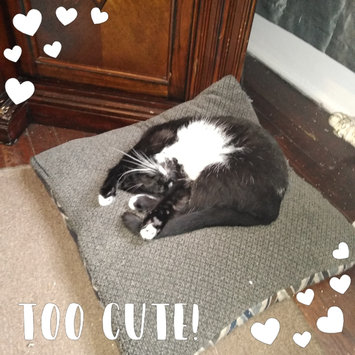 Photo uploaded to #FurryFriends by Cynthia L.